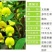 猪屎豆种子灌木种子三圆叶猪屎豆公路绿化种子护坡固土