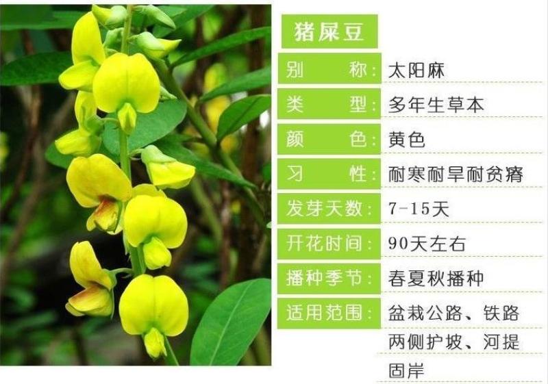 猪屎豆种子灌木种子三圆叶猪屎豆公路绿化种子护坡固土