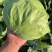 高原蔬菜。坝上蔬菜，