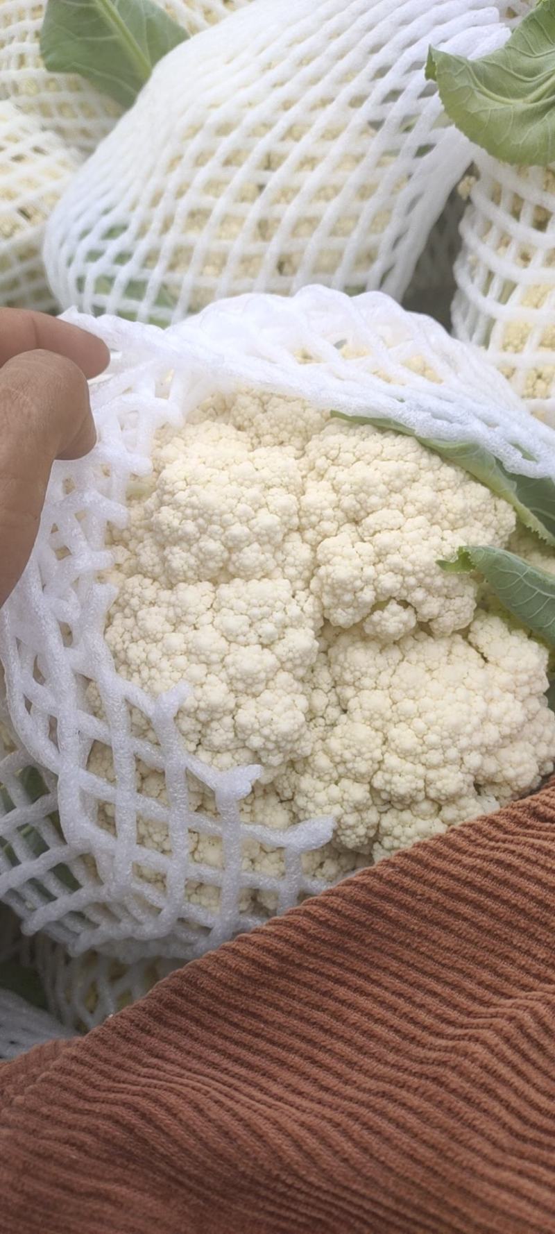 高原蔬菜。坝上蔬菜，