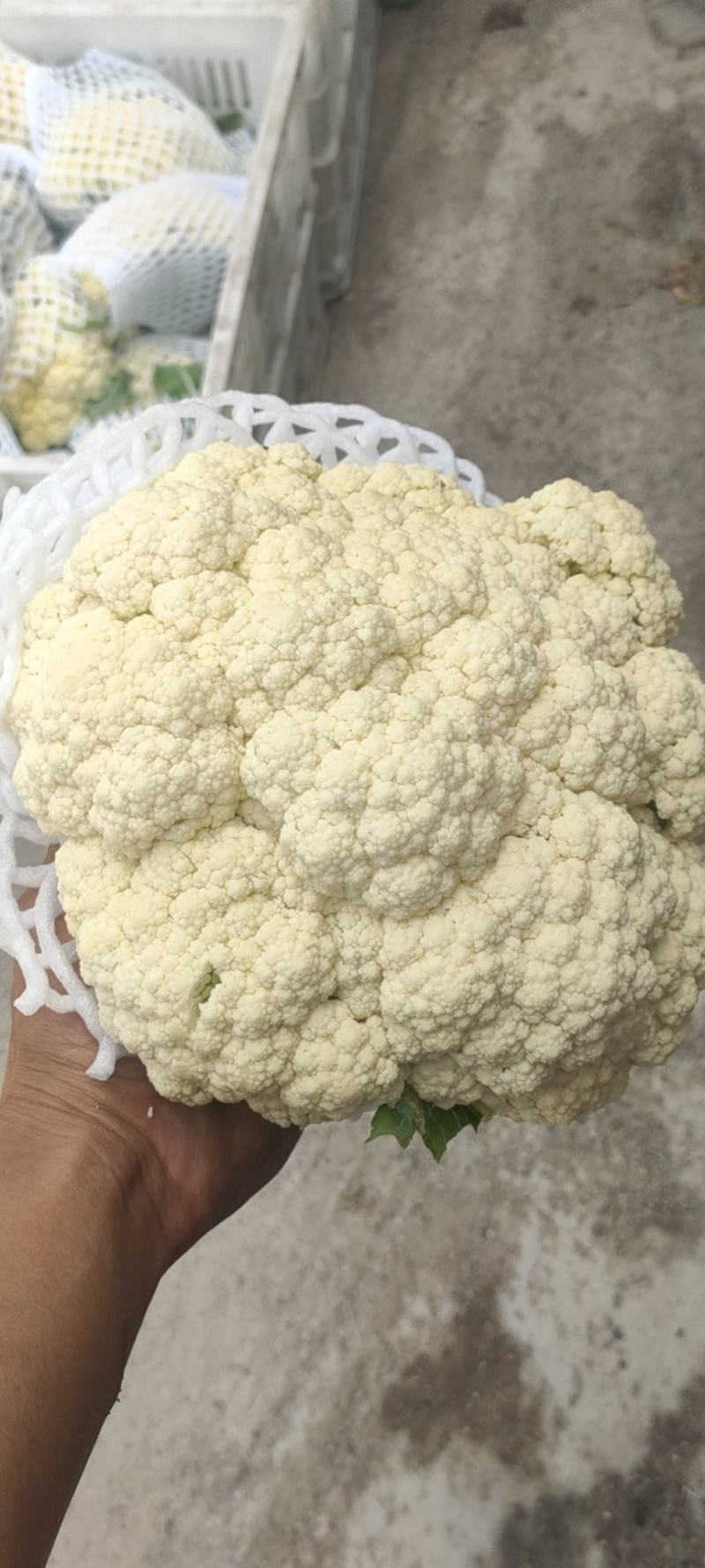 高原蔬菜。坝上蔬菜，