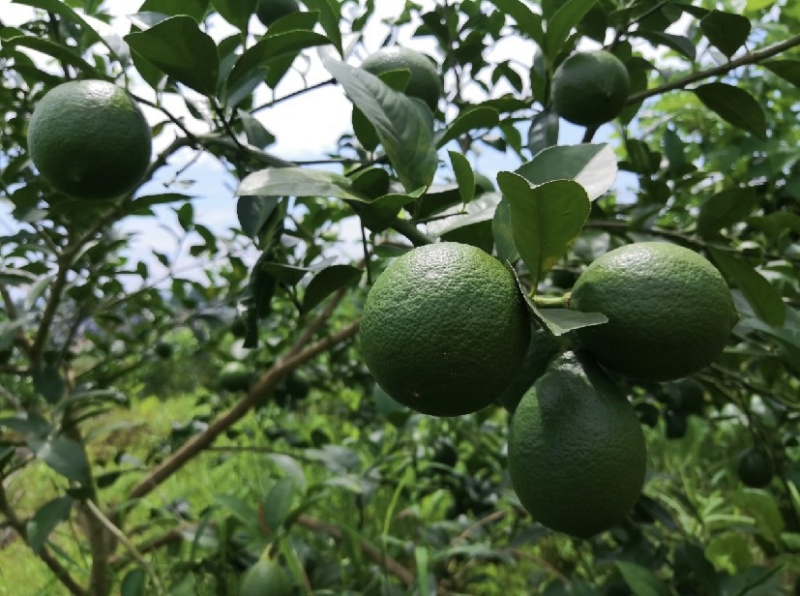 柠檬小镇