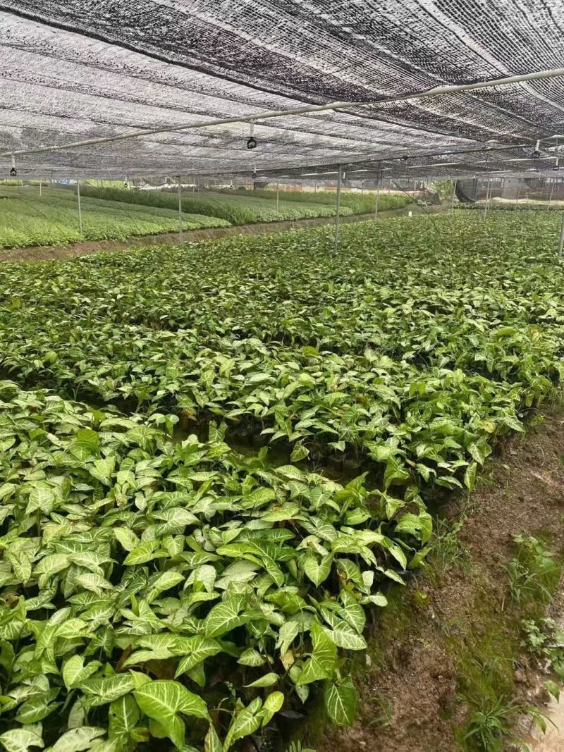 合果芋白蝴蝶植物便宜批发优惠多多