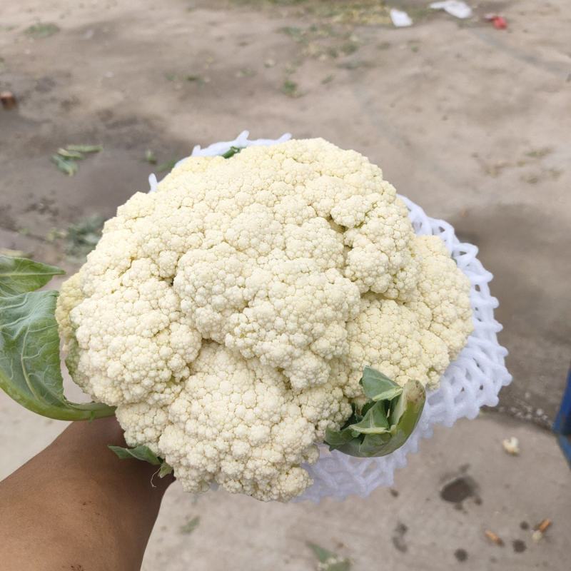 坝上蔬菜
