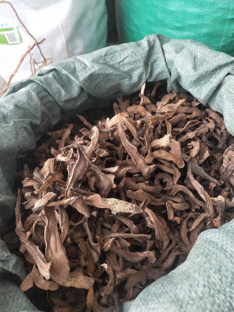肉骨碎补