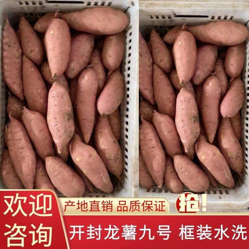 开封龙薯九号筐装水洗龙九，大量供应货源充足