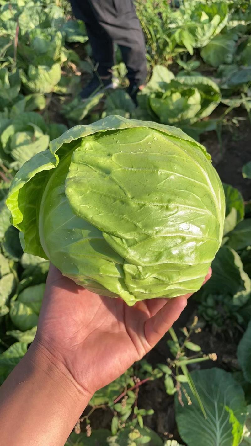 坝上蔬菜