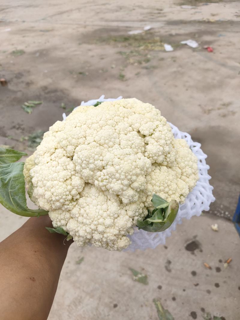 坝上蔬菜