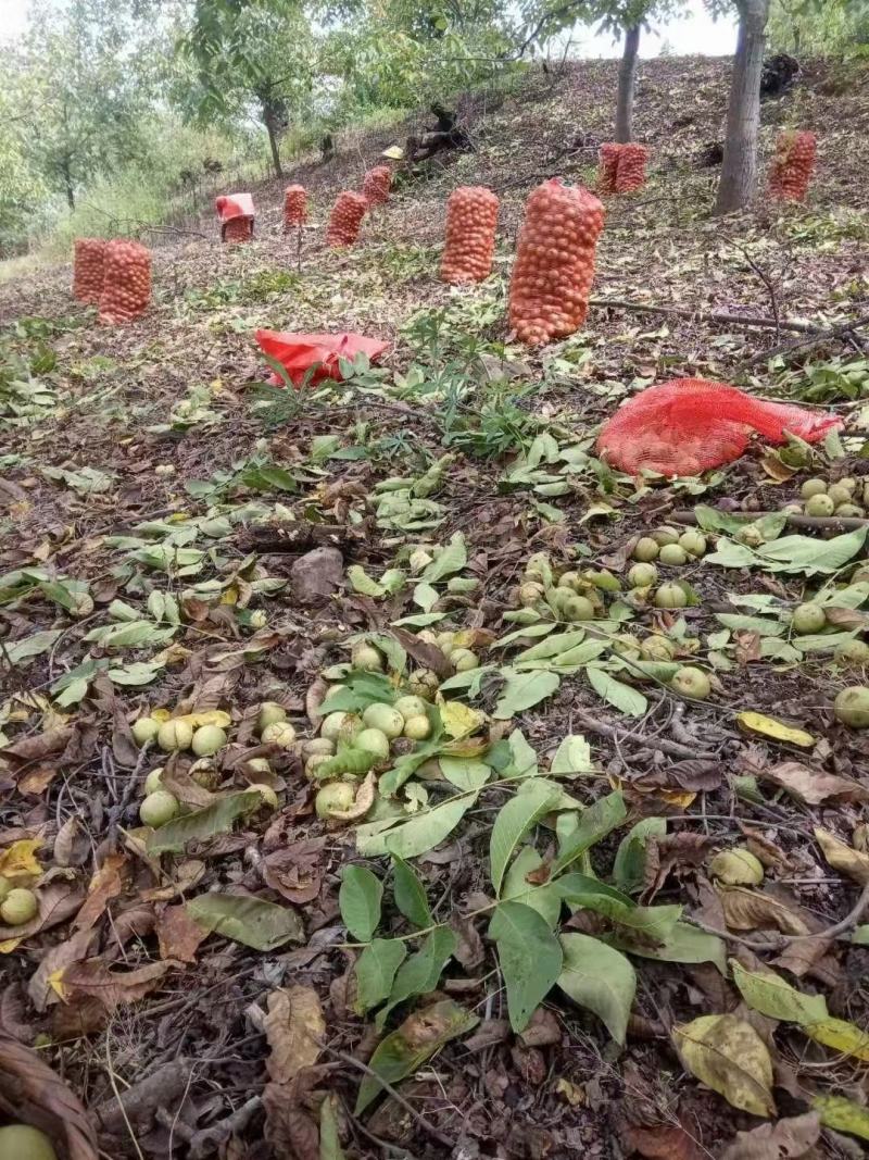 【可开】大理薄皮核桃不夹米可一件代发可预定22年新鲜核桃
