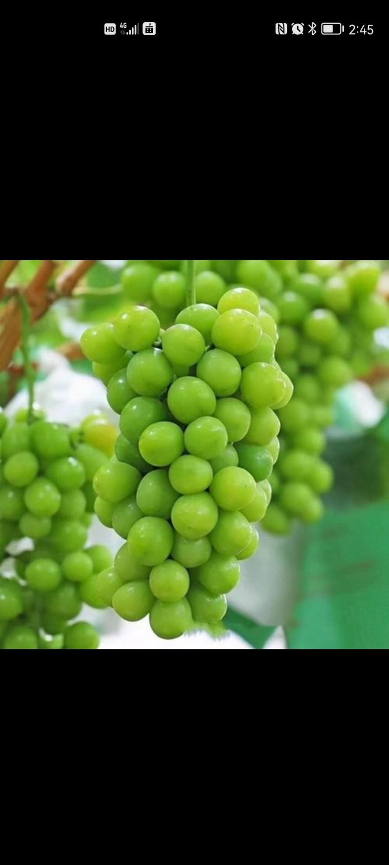 精品阳光玫瑰