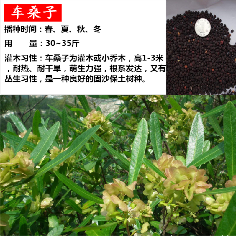 护坡灌木种子美丽胡枝子二色胡枝子种子花卉林木种子牡荆种子