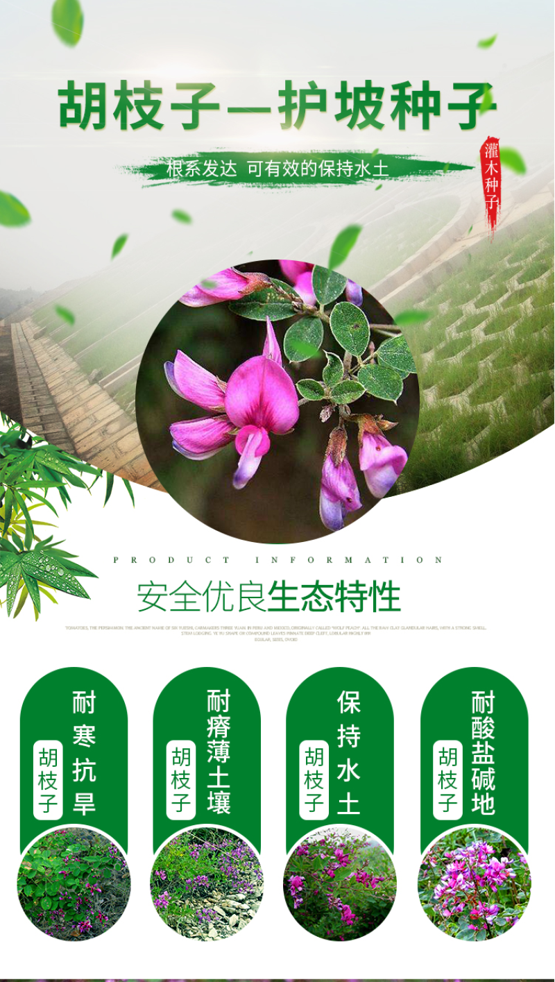 护坡灌木种子美丽胡枝子二色胡枝子种子花卉林木种子牡荆种子