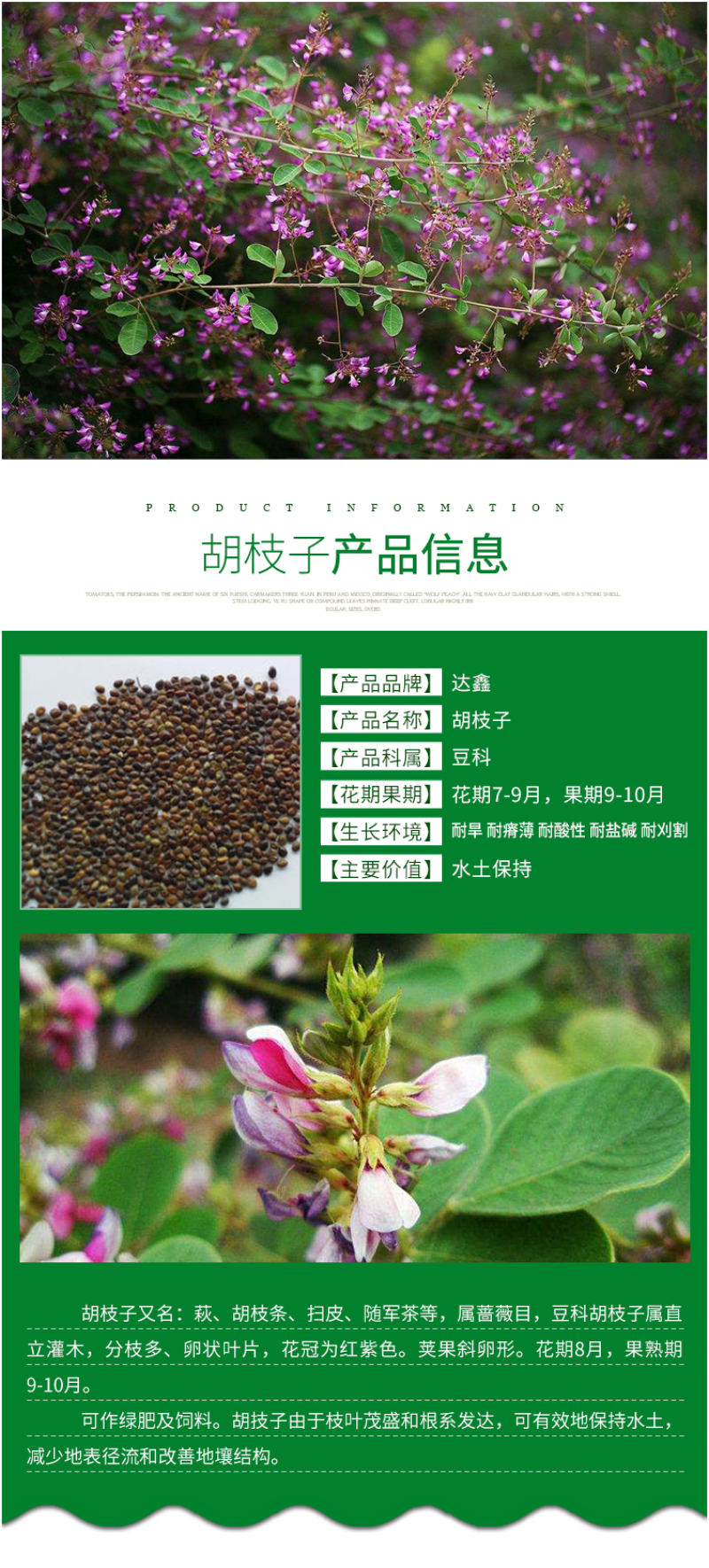 护坡灌木种子美丽胡枝子二色胡枝子种子花卉林木种子牡荆种子