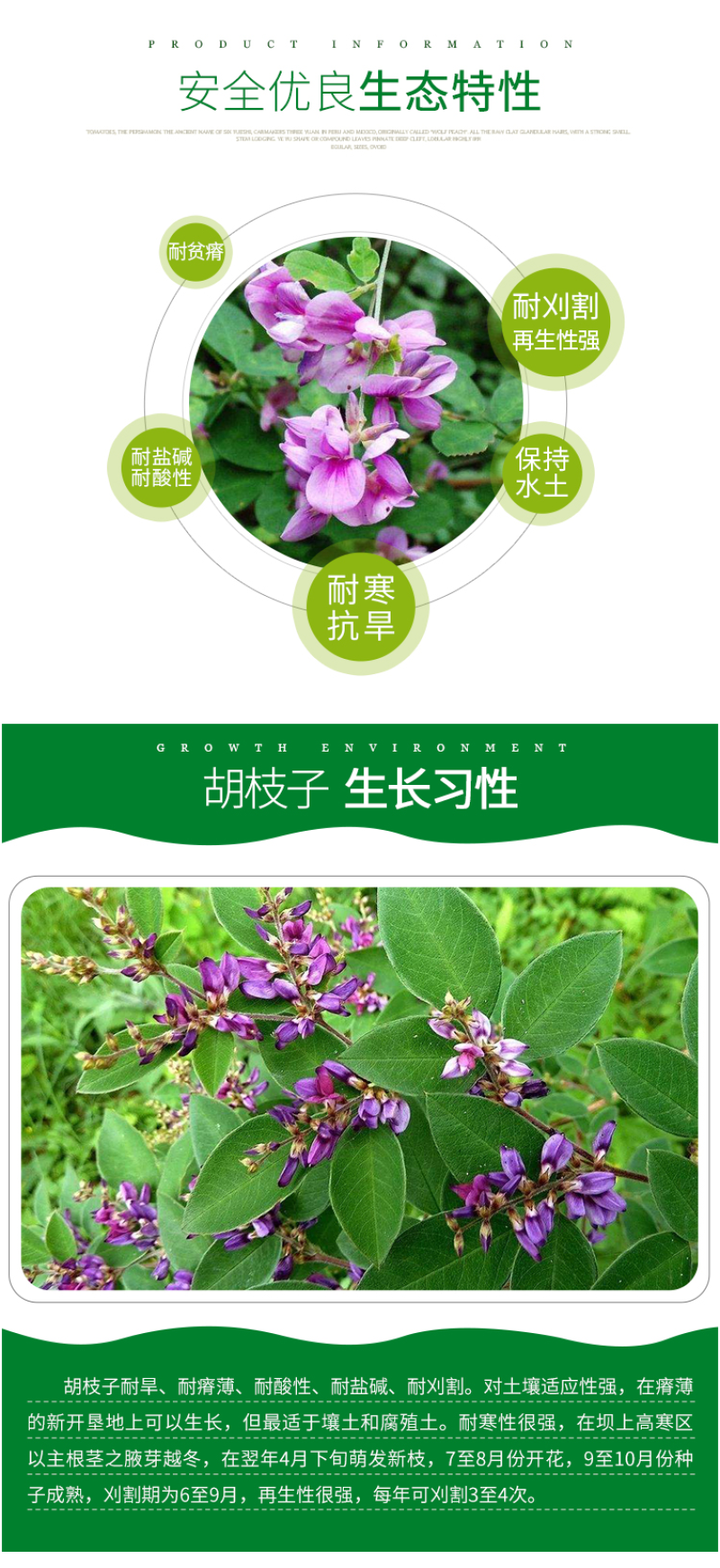 护坡灌木种子美丽胡枝子二色胡枝子种子花卉林木种子牡荆种子