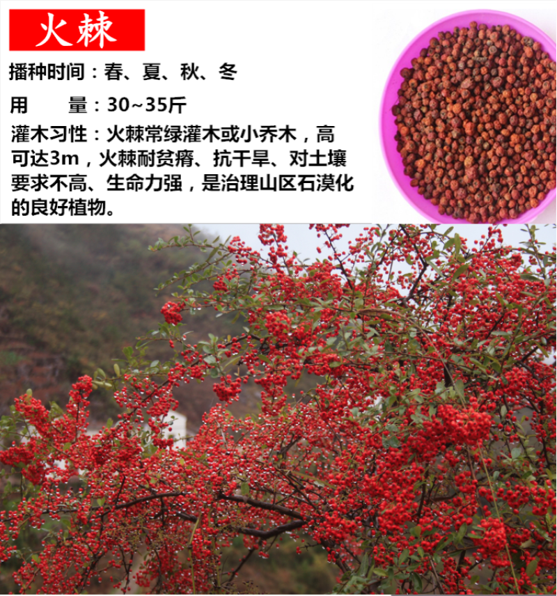 护坡灌木种子美丽胡枝子二色胡枝子种子花卉林木种子牡荆种子