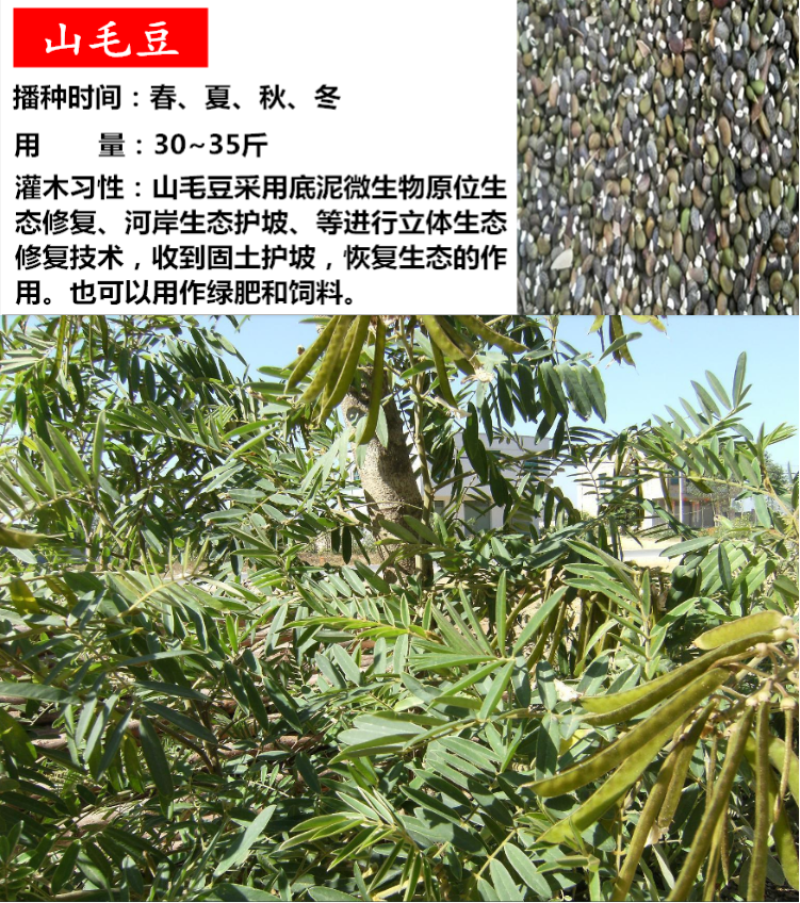 护坡灌木种子美丽胡枝子二色胡枝子种子花卉林木种子牡荆种子