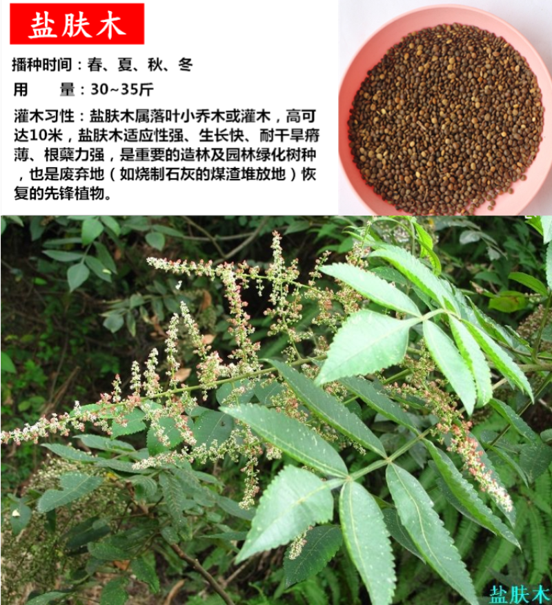 护坡灌木种子美丽胡枝子二色胡枝子种子花卉林木种子牡荆种子
