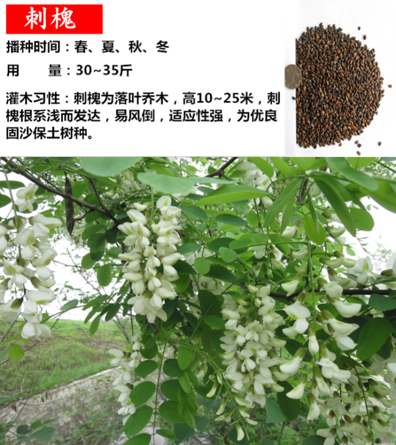 护坡灌木种子美丽胡枝子二色胡枝子种子花卉林木种子牡荆种子