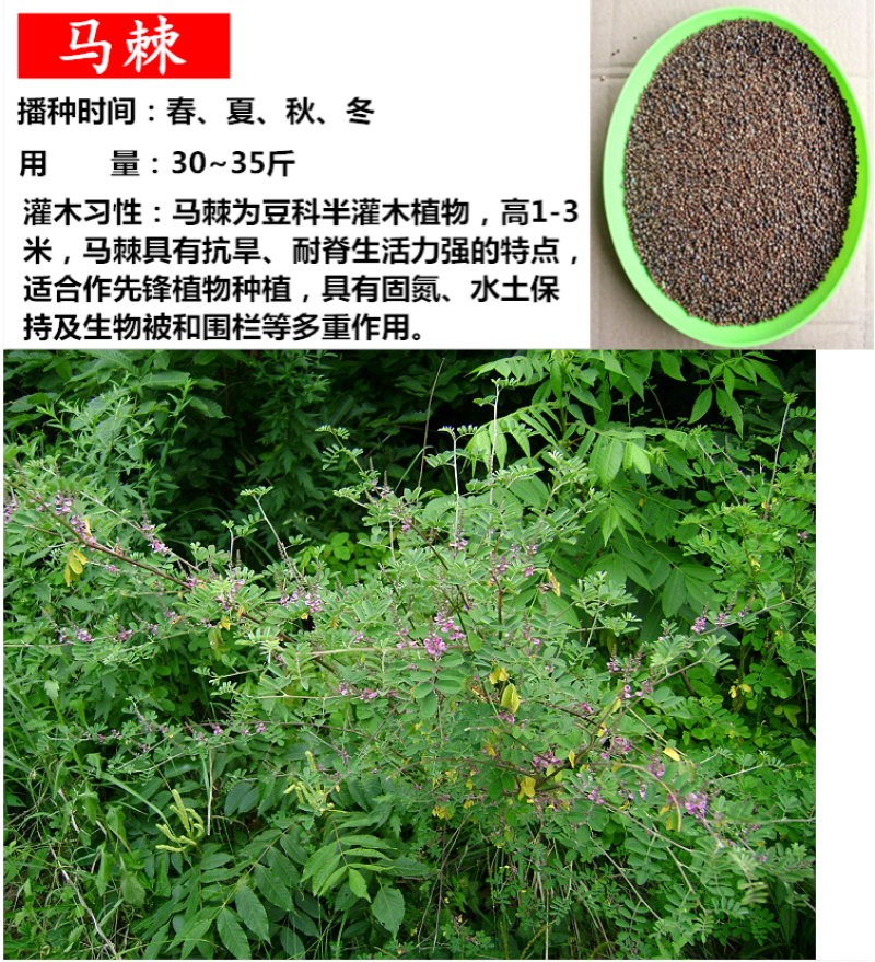 护坡灌木种子美丽胡枝子二色胡枝子种子花卉林木种子牡荆种子