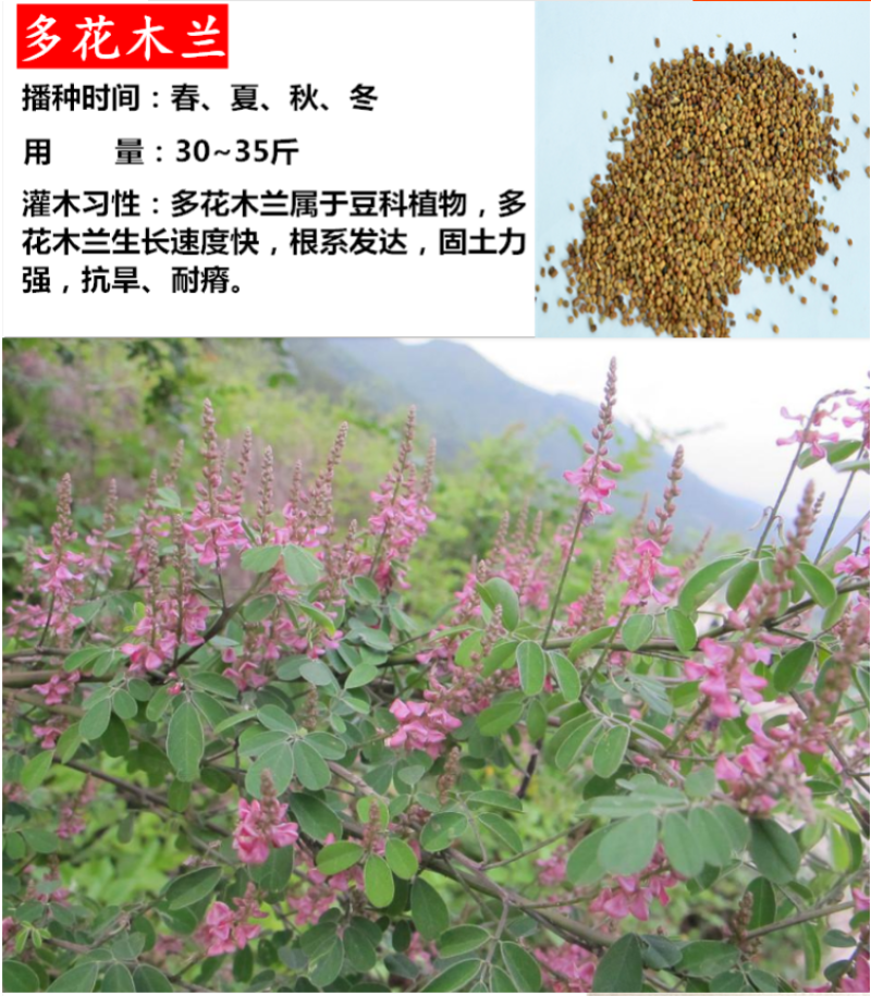护坡灌木种子美丽胡枝子二色胡枝子种子花卉林木种子牡荆种子