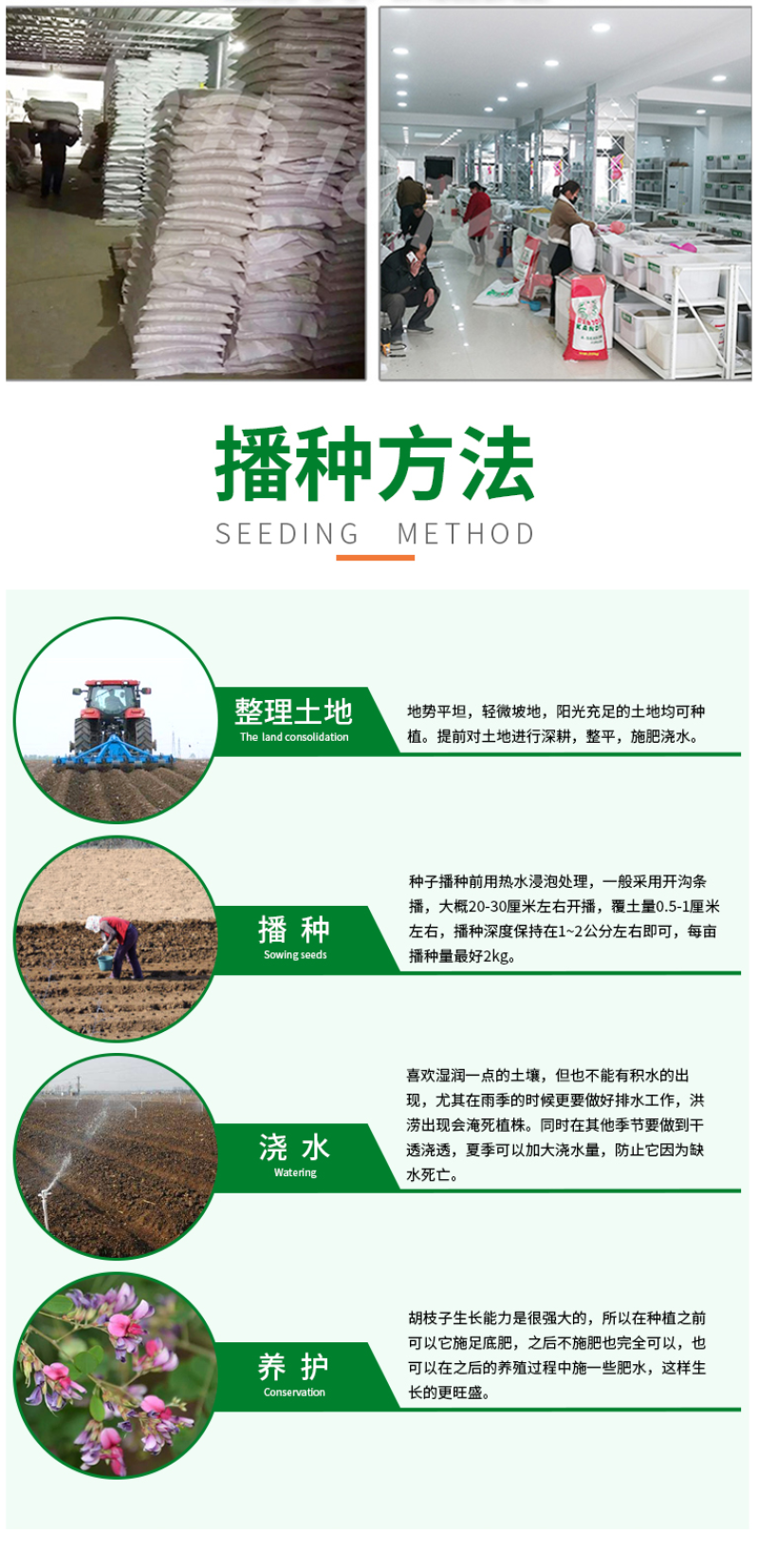 护坡灌木种子美丽胡枝子二色胡枝子种子花卉林木种子牡荆种子