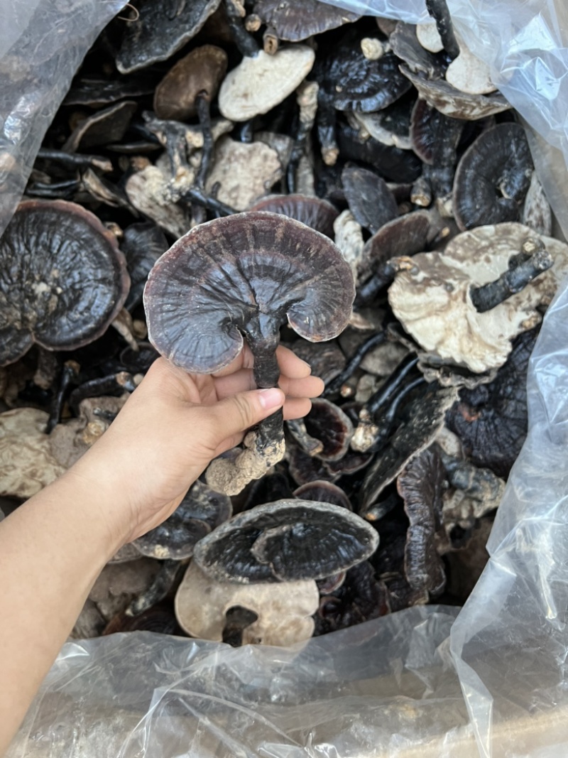 纯正野生灵芝，有老有嫩。正宗野外生长