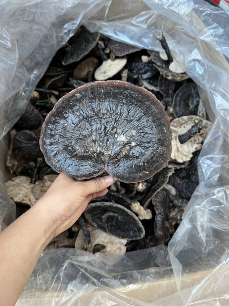 纯正野生灵芝，有老有嫩。正宗野外生长