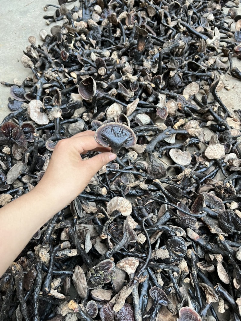 纯正野生灵芝，有老有嫩。正宗野外生长