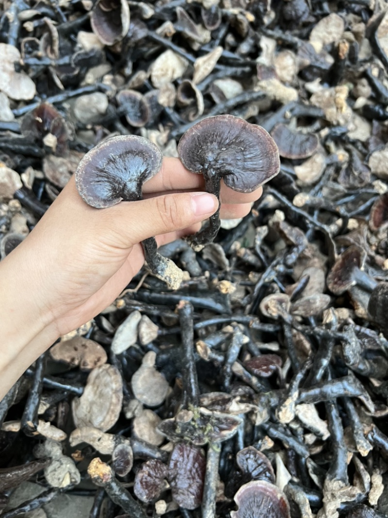 纯正野生灵芝，有老有嫩。正宗野外生长