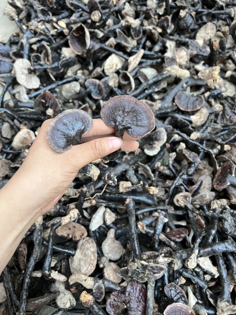 纯正野生灵芝，有老有嫩。正宗野外生长