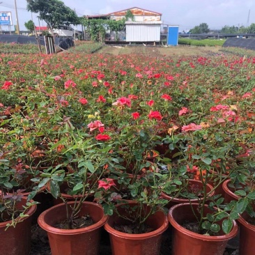 玫瑰月桂玫瑰花四季开花植物优质优价便宜批发