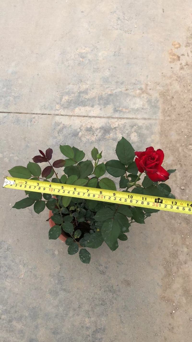 玫瑰月桂玫瑰花四季开花植物优质优价便宜批发