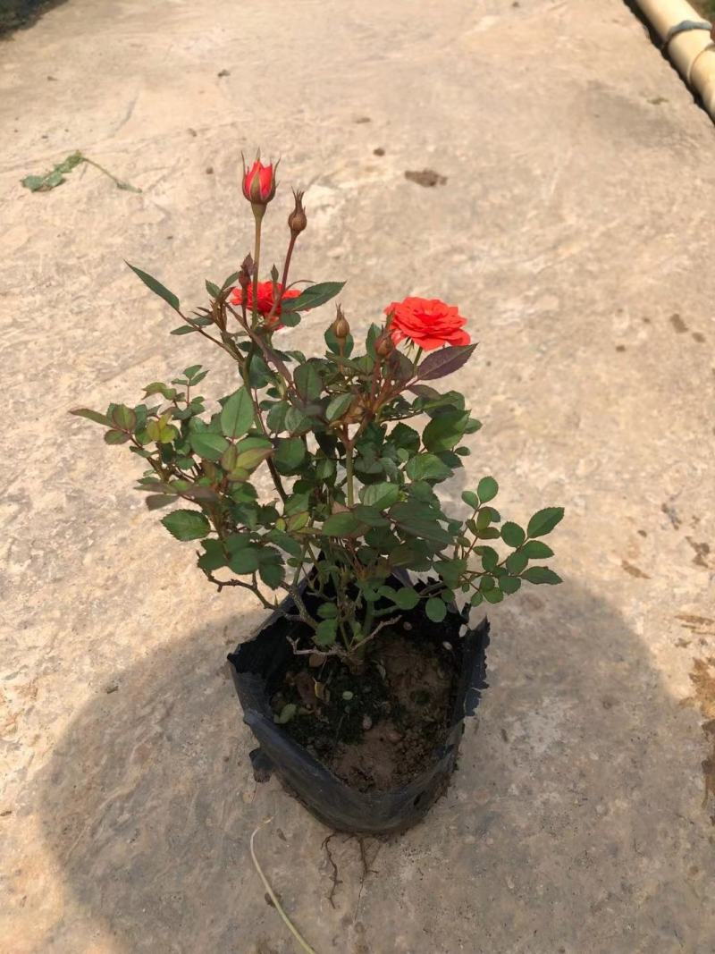玫瑰月桂玫瑰花四季开花植物优质优价便宜批发
