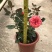 玫瑰月桂玫瑰花四季开花植物优质优价便宜批发