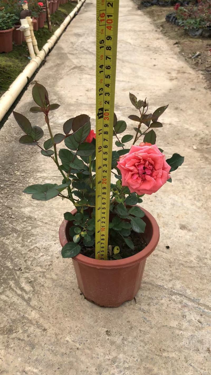 玫瑰月桂玫瑰花四季开花植物优质优价便宜批发
