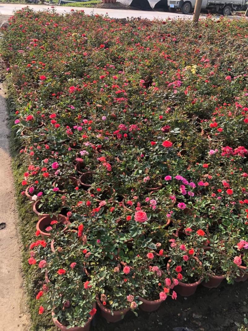 玫瑰月桂玫瑰花四季开花植物优质优价便宜批发