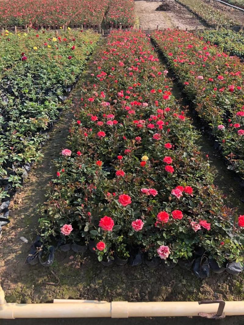 玫瑰月桂玫瑰花四季开花植物优质优价便宜批发