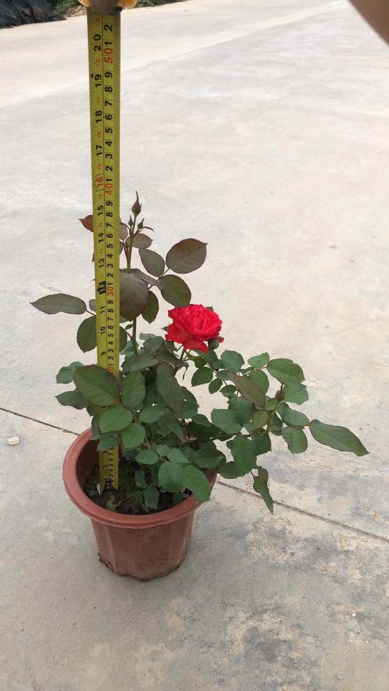 玫瑰月桂玫瑰花四季开花植物优质优价便宜批发