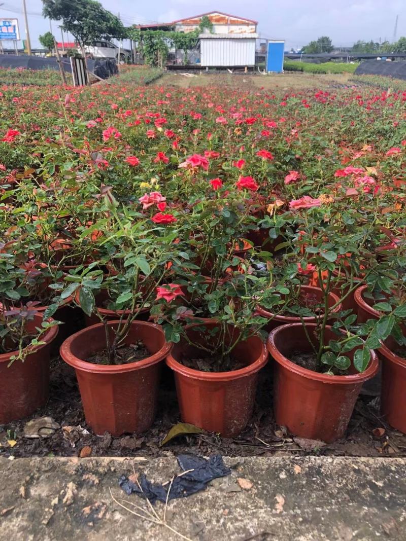 玫瑰月桂玫瑰花四季开花植物优质优价便宜批发