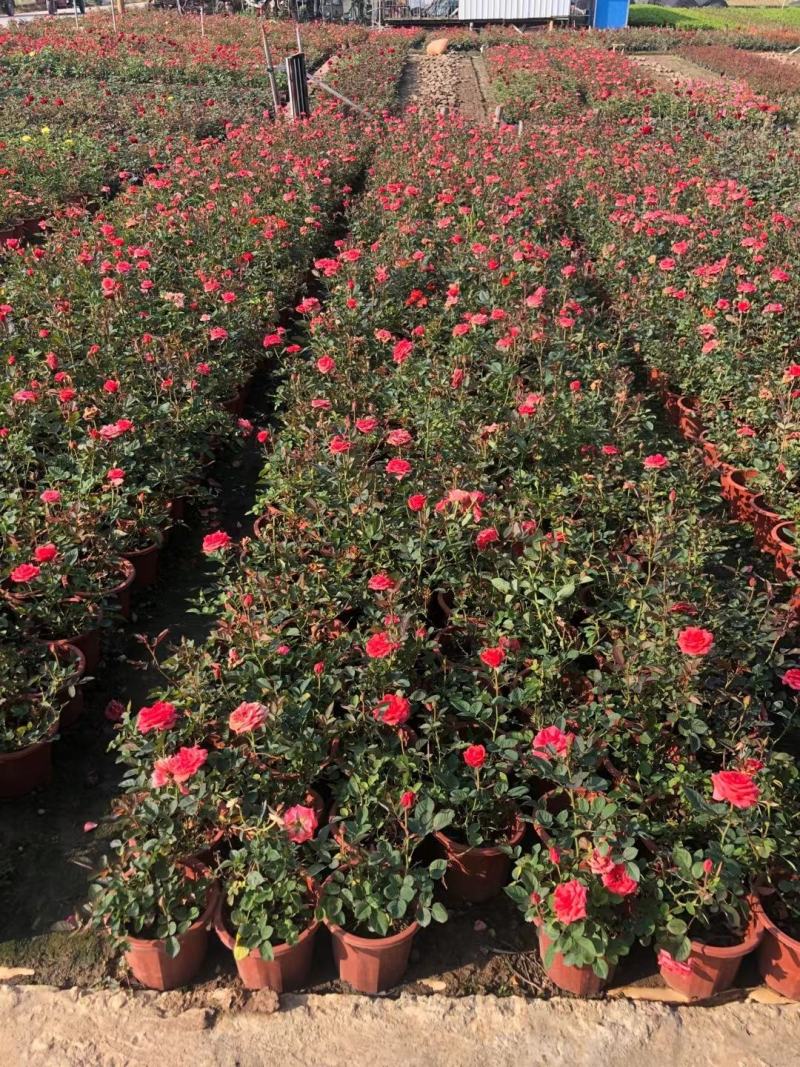 玫瑰月桂玫瑰花四季开花植物优质优价便宜批发