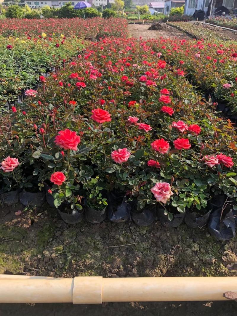玫瑰月桂玫瑰花四季开花植物优质优价便宜批发