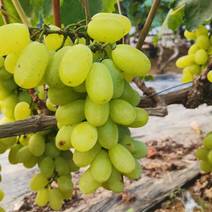 露地维多利亚葡萄货源充足稳定，味道甜美，耐运输量大从优