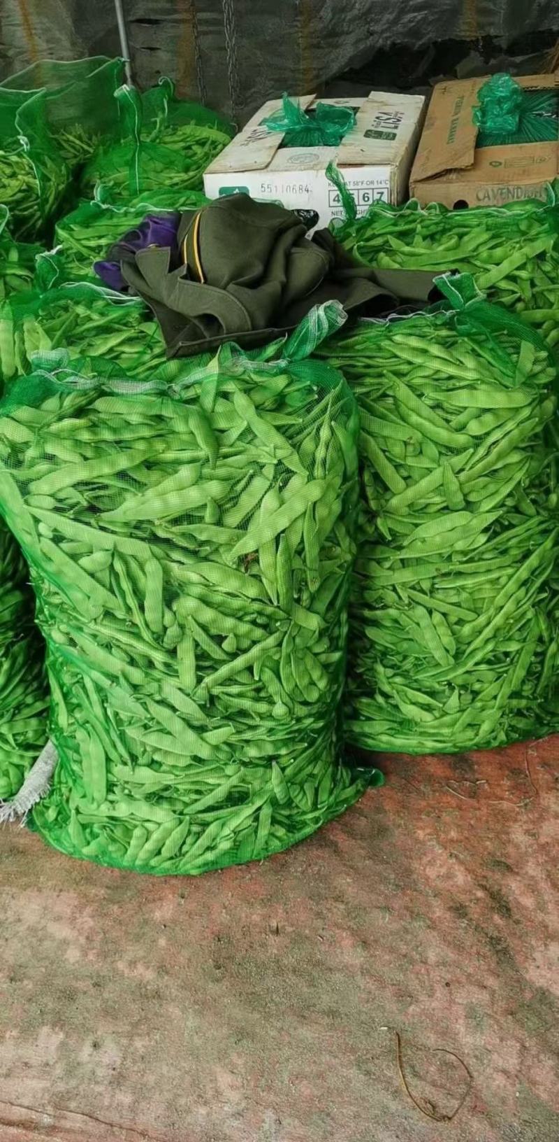 东北大油豆上市，大量有货，保证质量，需要的联系！