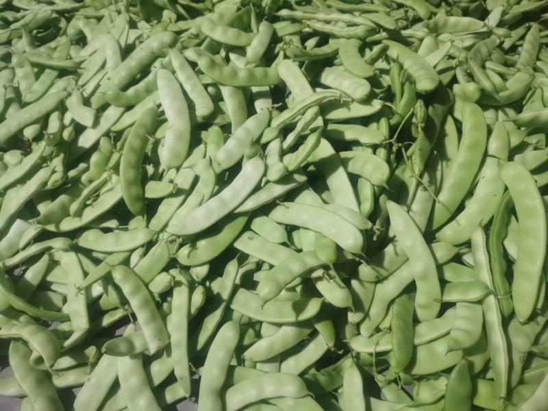 东北大油豆上市，大量有货，保证质量，需要的联系！