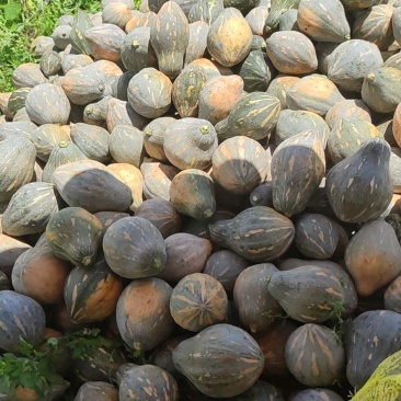 富川高端坡地精品香芋南瓜