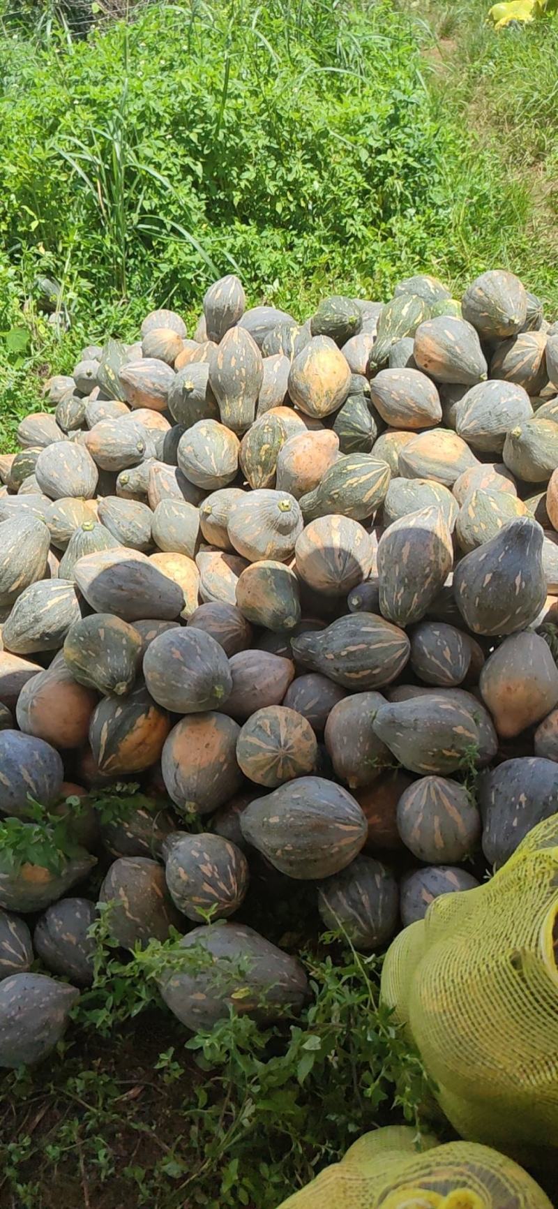 富川高端坡地精品香芋南瓜