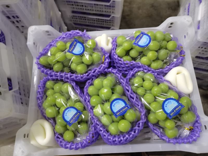 西昌阳光玫瑰葡萄，含糖量16个以上，串型好，四川葡萄