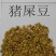 新采猪屎豆种子太阳麻种子椭圆叶猪屎豆三圆叶猪屎豆护