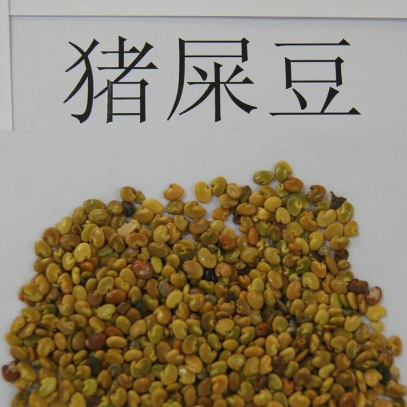 新采猪屎豆种子太阳麻种子椭圆叶猪屎豆三圆叶猪屎豆护