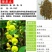 新采猪屎豆种子太阳麻种子椭圆叶猪屎豆三圆叶猪屎豆护